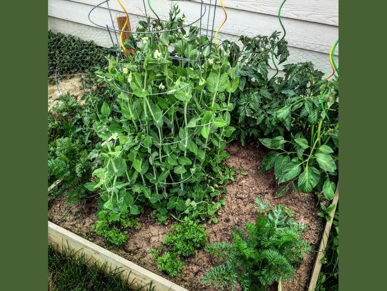 Lessons Learned From Planter Gardening This Season