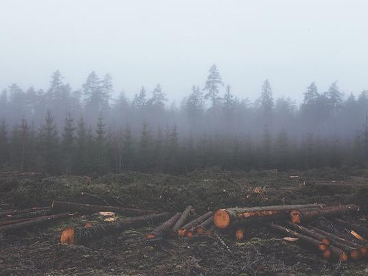 Sustainable and Beautiful Cedar