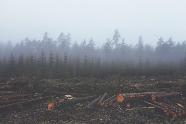 Sustainable and Beautiful Cedar