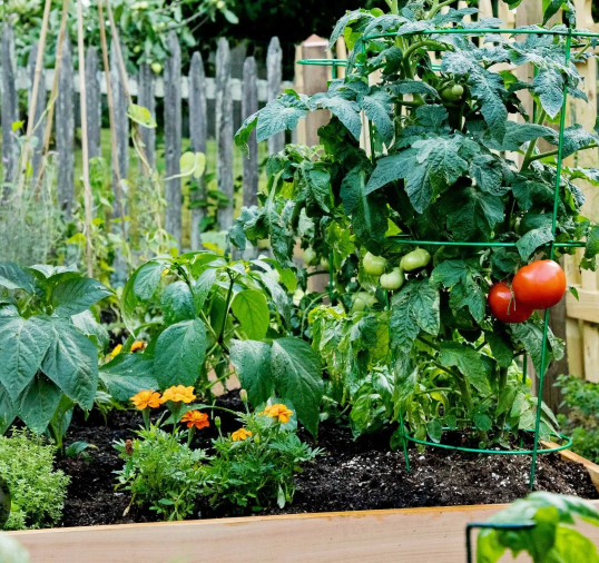 Companion Planting: Simple Pairings for a Healthier Garden  CedarCraft
