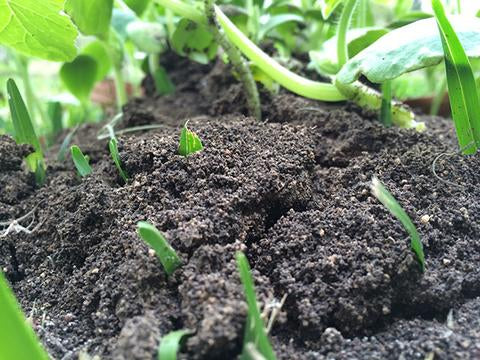 Planning Your Garden