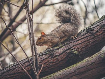 Tips on Keeping Critters Out