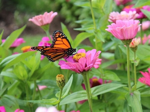 How To Attract Beneficial Insects