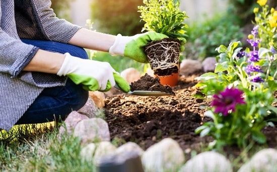 Why Gardening is Good for Your Health
