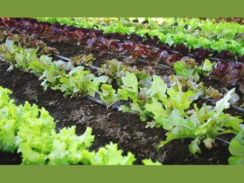 Fast Growing Small Garden Hacks In Florida: Easy Tips for Success