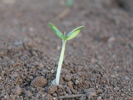 Container Garden Soil 101