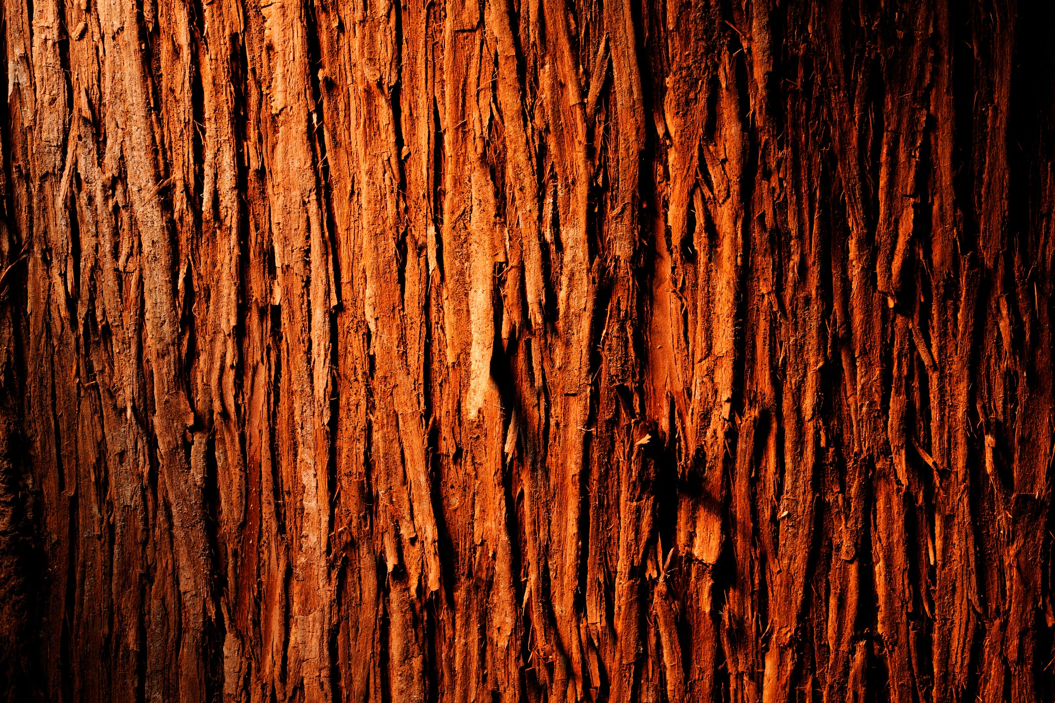 CedarCraft