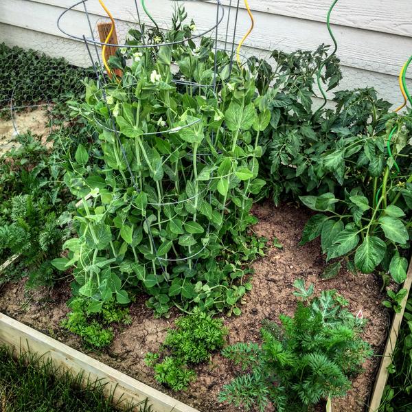 Lessons Learned From Planter Gardening This Season
