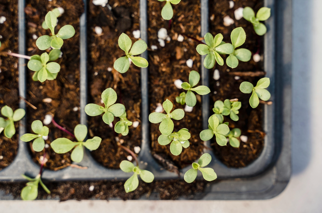 How to Start Seeds Indoors or Outdoors