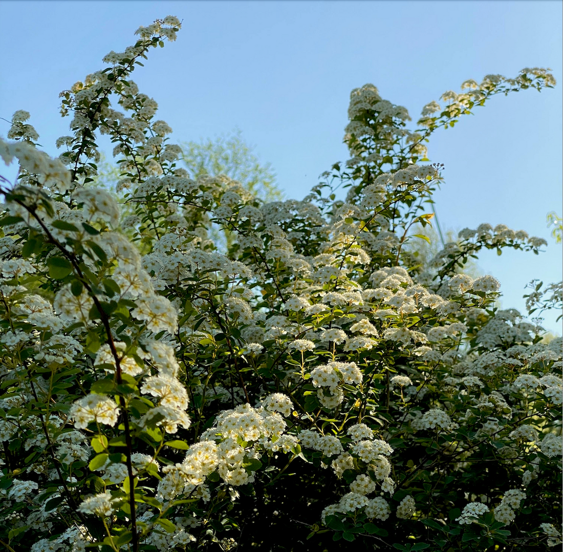 Add Shade and Comfort to your Outdoor Space