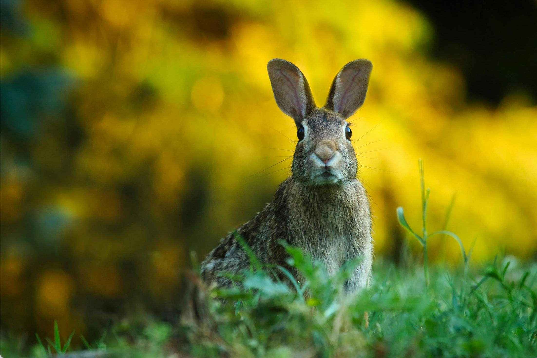 How Elevated Planters Help Reduce Garden Pests