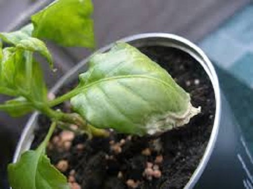 Why Does My Plant Look Like This? - Plant Diagnosing 101